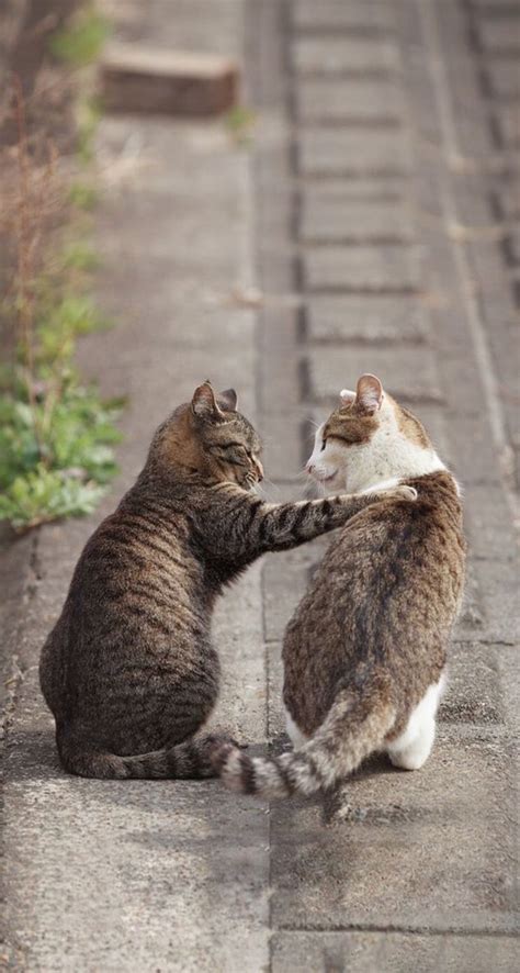 Two Cats Playing With Each Other On The Sidewalk