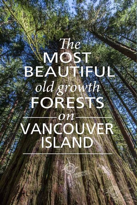 Where To Find Most Beautiful Old Growth Forests Vancouver Island Artofit