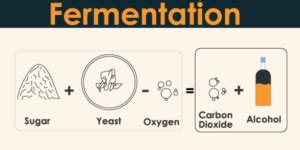 * fermentation (food), the conversion of carbohydrates into alcohols or acids under anaerobic conditions used for making certain foods * fermentation (wine), the process of fermentation commonly used in winemaking * fermentation (beer), the process of. What is Fermentation | Definition, Types, and Uses of ...