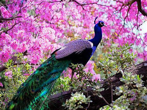 Indian Peafowl Hd Wallpapers And Backgrounds