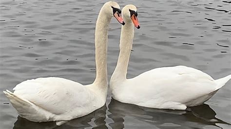 4 Young Mute Swans Practicing Their Courtship Display Forming A Pair