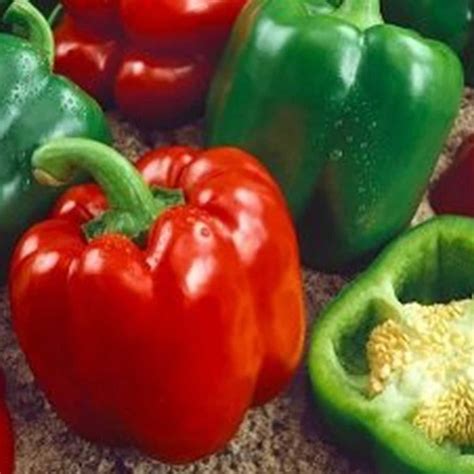Keystone Resistant Giant Sweet Pepper Seeds | Tim's Tomatoes