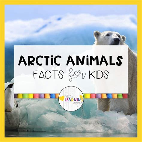 101 Fun Arctic Animals Facts For Kids Little Learning Corner