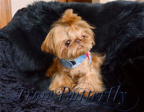 They are lively and friendly. Iron Butterfly Chinese Imperial Shih Tzu Tiny Teacup ...