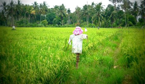 Asal Usul Sejarah Orang Orangan Sawah