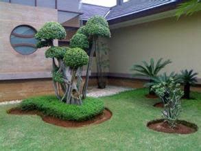 Tanaman hias tak hanya mempercantik interior maupun eksterior rumah. aneka rumput: Cara perawatan rumput