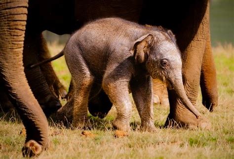 Baby Elephant Born At Bedfordshires Whipsnade Zoo Named In Honour Of