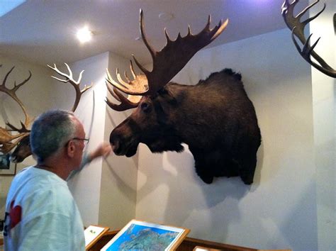 8th Largest Moose Ever Killed In Alaska6 Ft Tall Flickr Photo