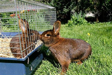 Kaninchen Vergesellschaften So Gehts Die Tierexperten