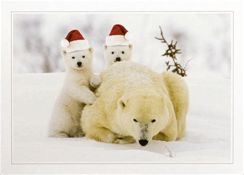 Christmas Polar Bear Wallpaper Wallpapersafari