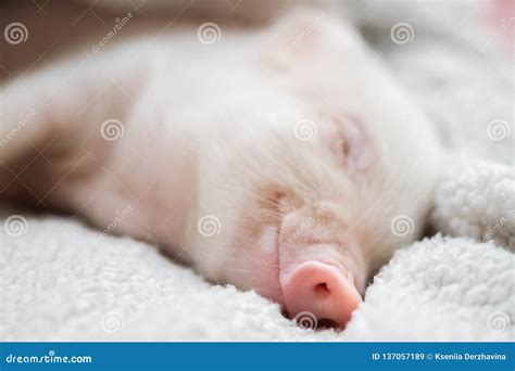 Cute Pig Sleeps On A Striped Blanket Christmas Pig Stock Image Image