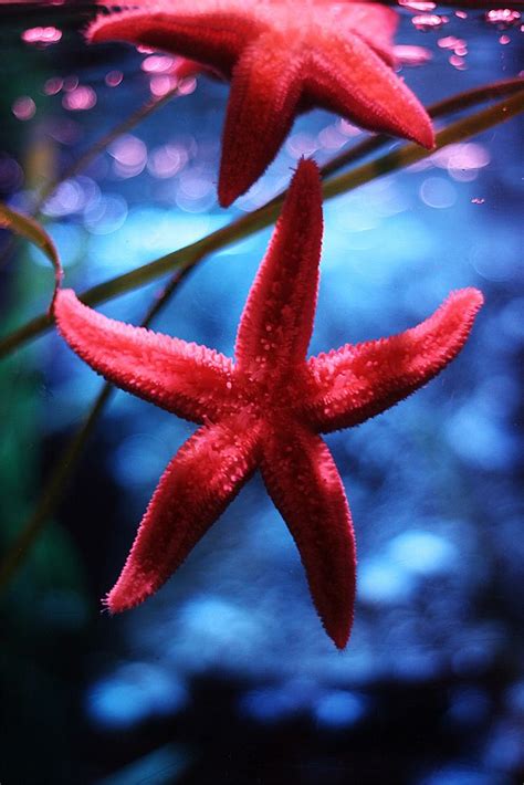 Starfish Underwater Creatures Underwater Life Ocean Creatures Fauna
