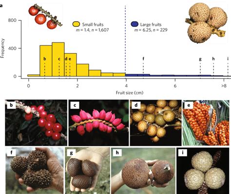 Global Variation In Palm Fruit Size A Fruit Sizes Of All Species In