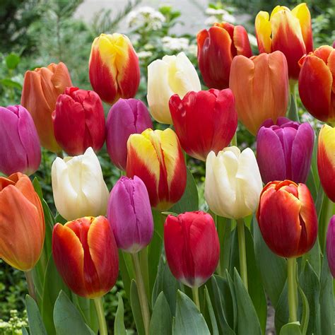 Van Zyverden Tulips Bulbs Triumph Mixture Set Of 100 21597 The Home