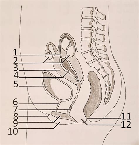 Geschlechtsorgane Frau Diagram Quizlet