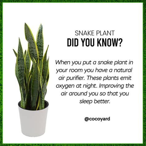 Too much water and freezing temperatures are two of the few. 𝐃𝐢𝐝 𝐘𝐨𝐮 𝐊𝐧𝐨𝐰? in 2020 | Snake plant, Home and garden, Garden