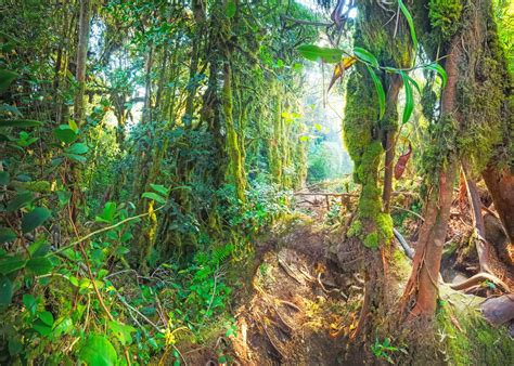 Woody Climbing Vines Are Threatening Tropical Forests