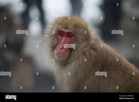 Japanese Macaque Monkey Macaca Fuscata By Hot Spring Bath Jigokudani