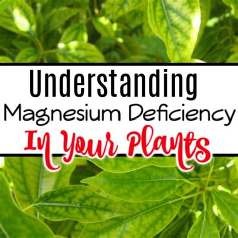 Understanding Magnesium Deficiency In Plants