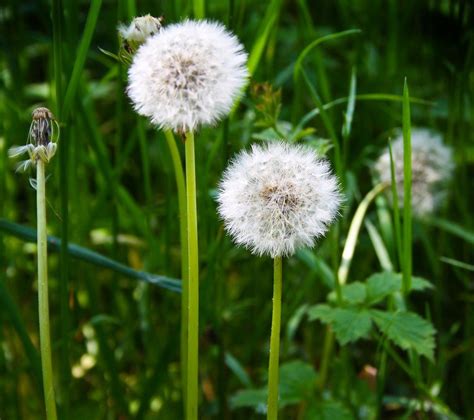 Fiew Dandelions Free Image Download