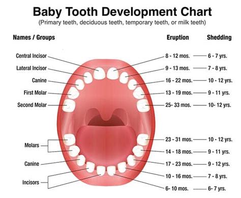 All About Primary Teeth Triangle Pediatric Dentistry