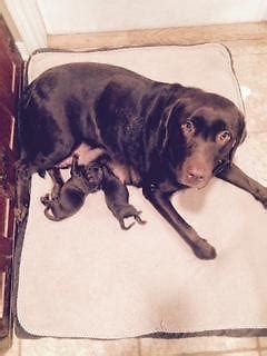 Silver lab puppy male 4 weeks. AKC Chocolate Lab Puppies for Sale in San Antonio, Texas ...