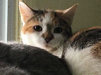 The calico cat is most commonly thought of as being typically 25% to 75% white with large orange and black patches. Sugar Calico Kitten Female for Sale in Rochester, New York ...