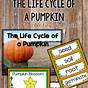 Pumpkin Life Cycle Anchor Chart