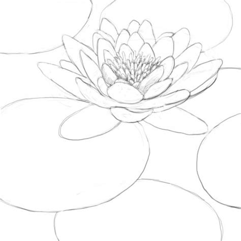 Lily Pad Drawing Water Lily Drawing Lilies Drawing Water Lilies