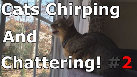 Cats Chirping And Chattering 2 Cat Compilation Youtube