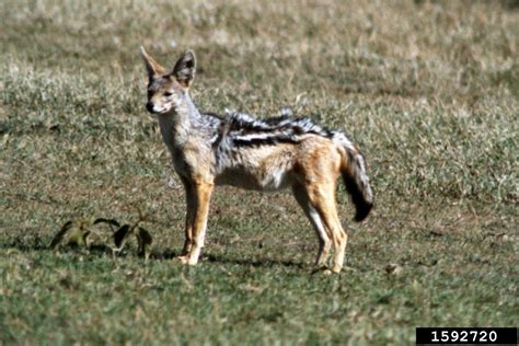 side-striped jackal, Canis adustus (Carnivora: Canidae) - 1592720