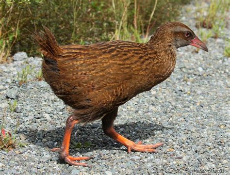 Weka Gallirallus Australis Also Known As Maori Hen Or Woodhen Is A