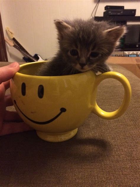 Ifttt2pwij0i In A Coffee Cup Coffee Cups Aww Kitten Cute