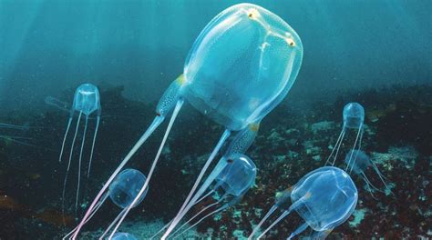 Blooming Ocean Jellyfish Blue Visual Arts Craft Supplies And Tools