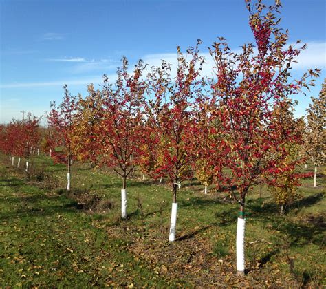 Crabapple Pink Sparkles For Sale Shop Stuarts Stuarts Landscaping