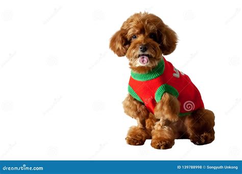 An Adorable Brown Toy Poodle Dog With Smiling Shot Stock Photo Image