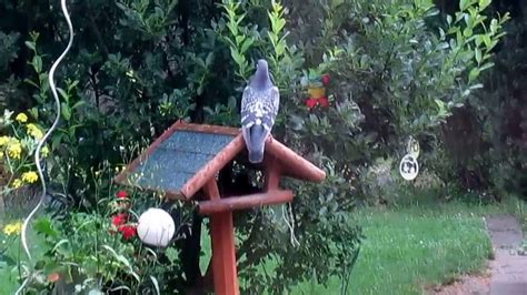Schlagen sie zwei holzbretter zusammen und die tauben werden schnell davon fliegen. Tauben im Regen und Gewitter in unserem Garten ♥ - YouTube
