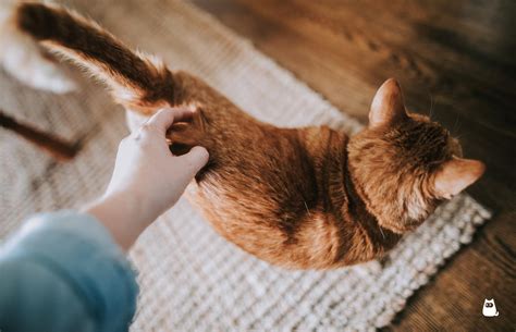 How To Tell If A Cats Tail Is Broken And What To Do Symptoms And