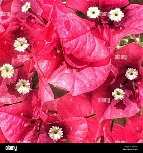Bougainvillea Bracts And Flowers Stock Photo Alamy