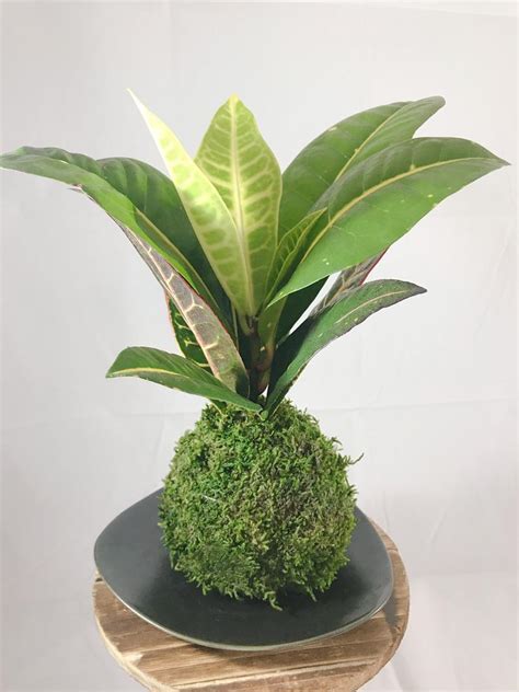 When making a moss garden you will obviously need a container i usually just use old candle holders because i think they or you can just buy dirt if you don't want to go through the trouble :sweat_smile: KodamaForest + Croton Petra Kokedama In Moss-Ball Planter