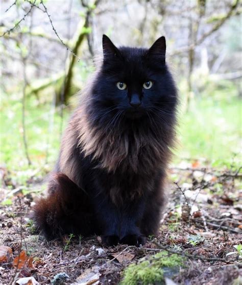Pin By Patricia Ortego On Animals And Pets Fluffy Black Cat Pretty