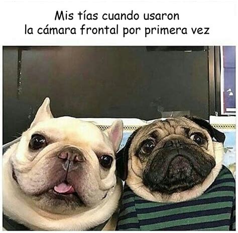 20 Divertidos Memes De Perritos Que Prometen Quitarte Toda La Tristeza Memes Perros Memes De