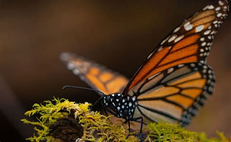 Conoce Seis Santuarios Donde Puedes Visitar A La Mariposa Monarca My