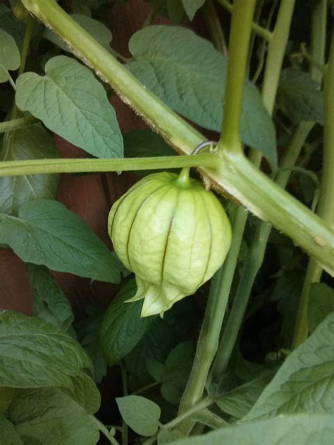 Discover how and when to harvest tomatillos, including tips for how to tell when tomatillos are ripe and ready to pick! Tomatillo Plant Fruiting -2013