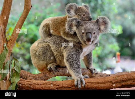 Mother Koala With Baby On Her Back On Eucalyptus Tree Stock Photo Alamy