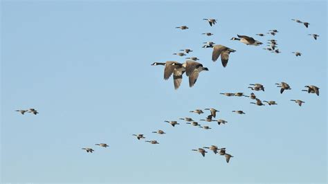 Migratory Birds With Names