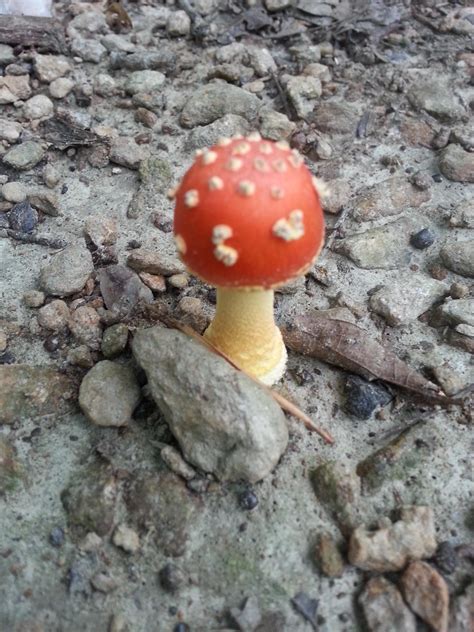 Cool little mushroom : Outdoors