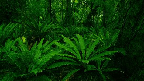 Wallpaper Green Jungle Rainforest Tree Leaf Flower Vegetation