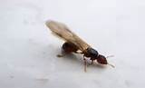 Kill Flying Carpenter Ants Photos