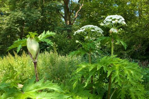 Giant Hogweed In London Facts Identification And Removal